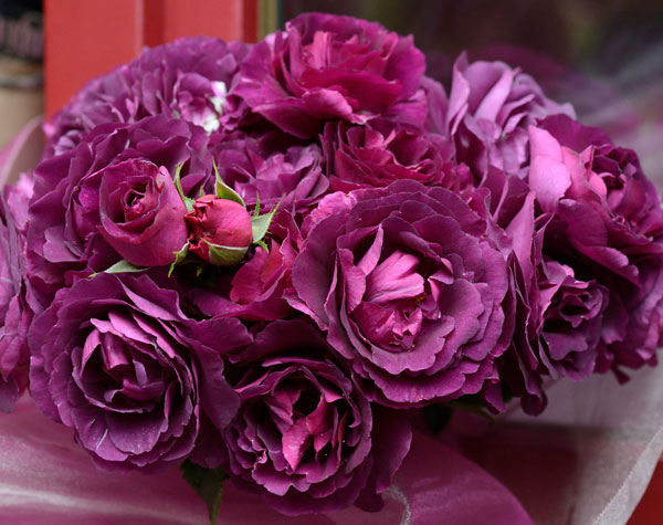 バラの苗 送料無料 21年令11お月様内辺下旬取りおく ドリュ ミステリューズ大苗頭領尺度7サイズ壁龕鉢植え Slavatours Com