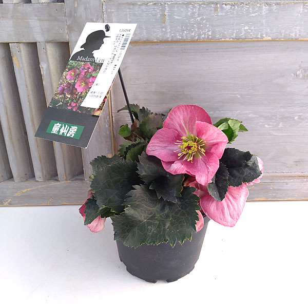 21年11月中下旬予約 クリスマスローズ 異種間交配 マダム ラモニエ ピンクニゲル 6号ポット Liceochiloe Cl
