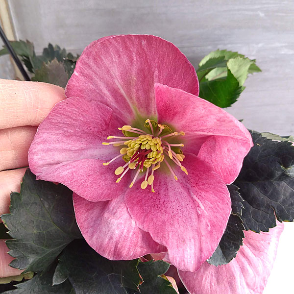 21年11月中下旬予約 クリスマスローズ 異種間交配 マダム ラモニエ ピンクニゲル 6号ポット Liceochiloe Cl