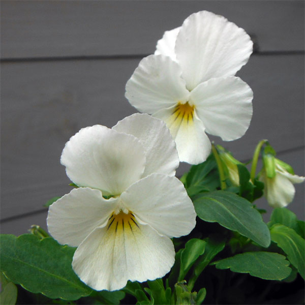 顕花植物の苗 貨物輸送無料 21年臍10月明かり中下旬付け込み ビオラ ビビ 彰彰たる白み3 3 5サイズポット24株式一組 Formmachile Cl