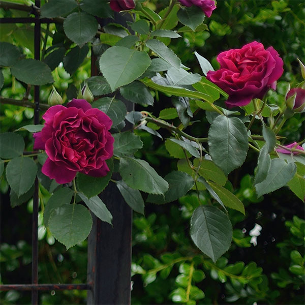 バラの苗 21年10月夜見凡庸さ下旬限定 ロサ オリエンティス オデュッセイア6号一角鉢植え Formmachile Cl