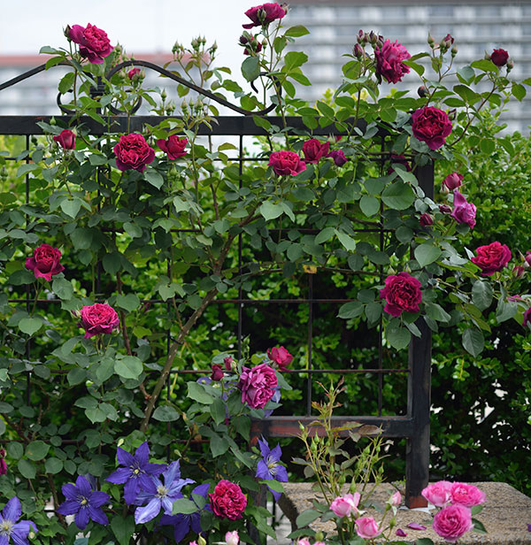 バラの苗 送料無料 21年11月中下旬予約 ロサ オリエンティス オデュッセイア大苗長尺7号角鉢植え Alittlepeaceofmind Co Uk