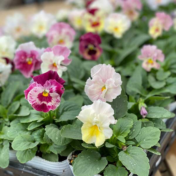 草花の苗 送料無料 21年11月中下旬予約 パンジー フリル咲き シエルブリエ ピンク系ミックス 3 3 5号ポット 24株セット Mydrap Com