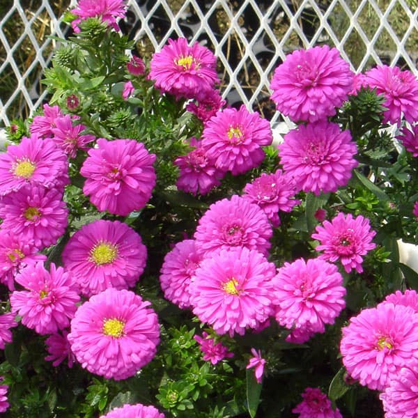 楽天市場 草花の苗 21年9月中下旬予約 アスター ビクトリアエリザベス3 5号ロングポット 6株セット 園芸ネット予約店