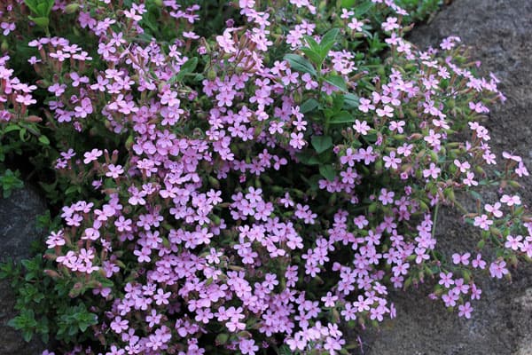 送料無料 21年10月中下旬予約 ロックソープワート サポナリア オキモイデス3号ポット 24株セット Sermus Es