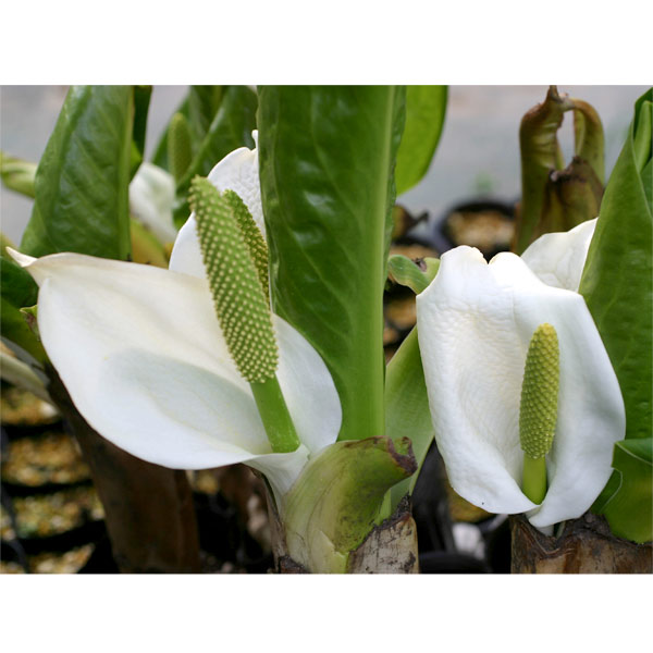 爆売り 山野草の苗 22年11月中下旬予約 ミズバショウ 水芭蕉