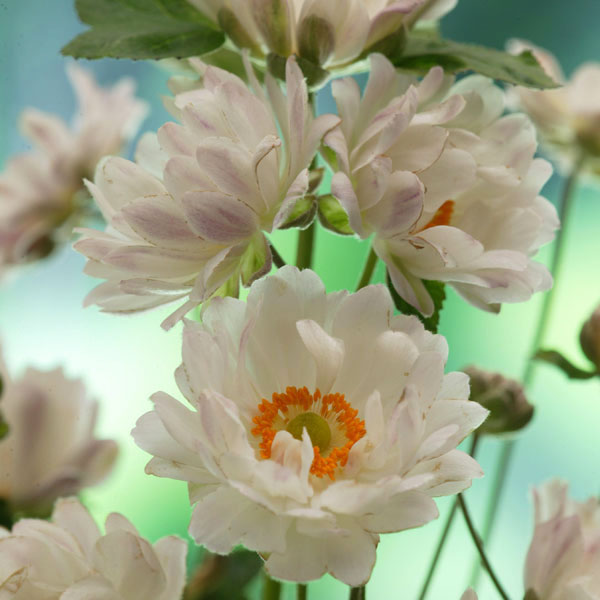 楽天市場】草花の苗/[26年2月中下旬予約]雪白柳葉友禅菊（せっぱく