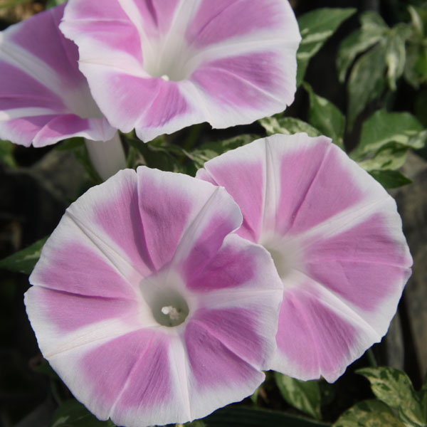 草花の苗 21年5月中下旬予約 アサガオ 枝垂れ朝顔恋しぐれピンク3 5号ポット12株セット Mps ポット入りです 21年5月中下旬予約 Wevonline Org