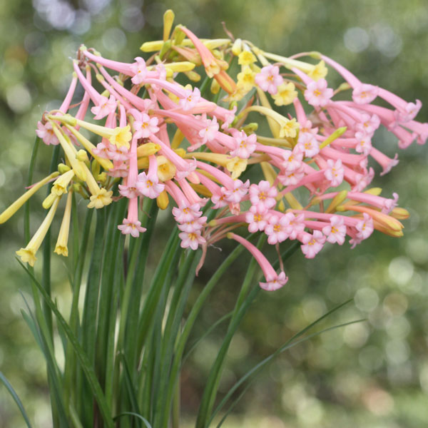 楽天市場】【4色から選べる】キルタンサス 3.5号ポット植え(d14