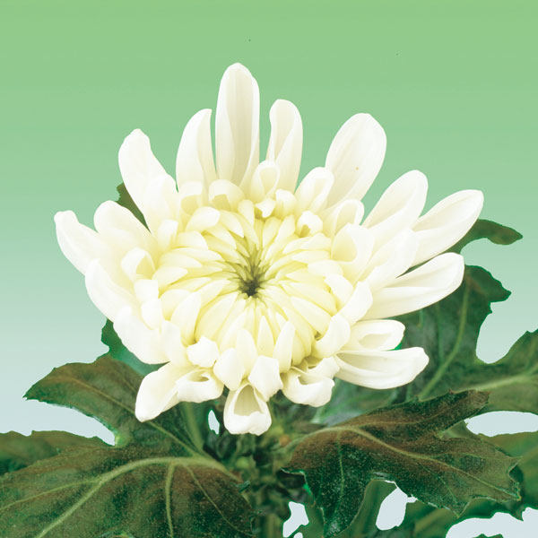 楽天市場】草花の苗/[26年2月中下旬予約]雪白柳葉友禅菊（せっぱく