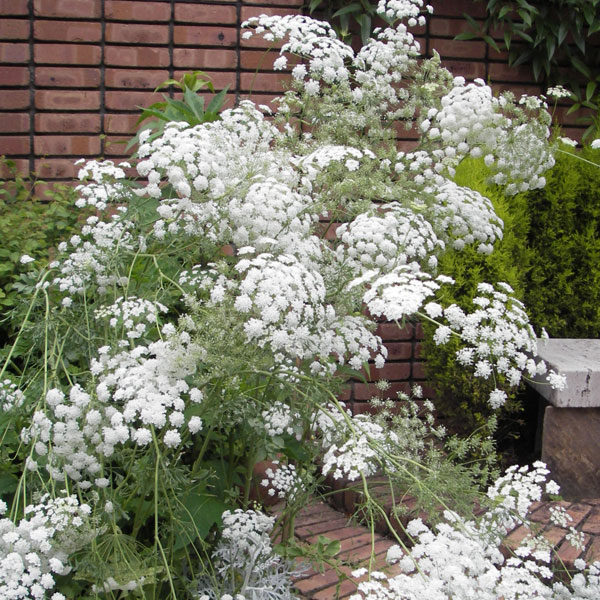 楽天市場】草花の苗/[26年2月中下旬予約]雪白柳葉友禅菊（せっぱく