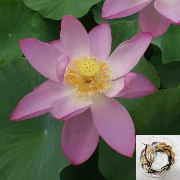 楽天市場】草花の苗/[26年2月中下旬予約]雪白柳葉友禅菊（せっぱく