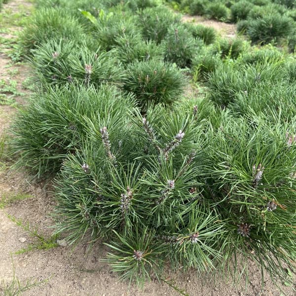 楽天市場】【送料無料】 モンタナ這松（モンタナハイマツ） 苗木