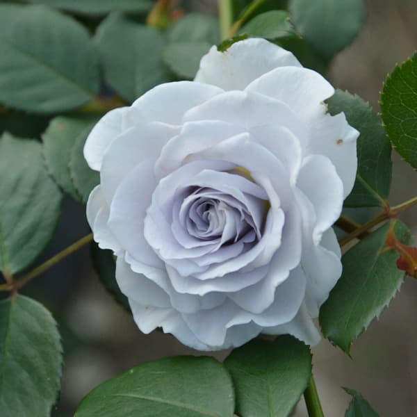 楽天市場】予約販売 バラ苗 バラ大苗 ロサ オリエンティス ポルト