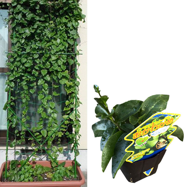 楽天市場】おかわかめ苗 雲南わかめそう 9cmポット オカワカメ 野菜苗