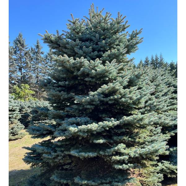 楽天市場】【 商品画像はイメージです 】プンゲンストウヒ 『 ファット