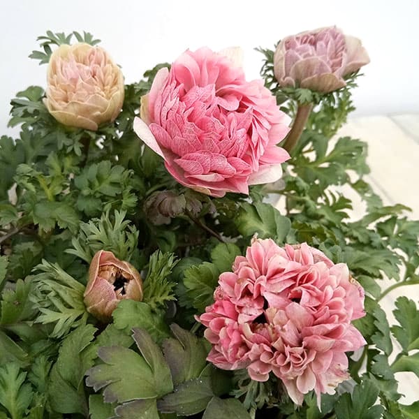 草花の苗 23年1月中下旬予約 アネモネ 即納