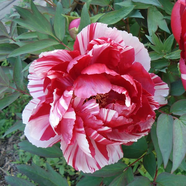 楽天市場】牡丹 苗 【島の藤 （しまのふじ）】 約0.3m 接ぎ木苗 ぼたん