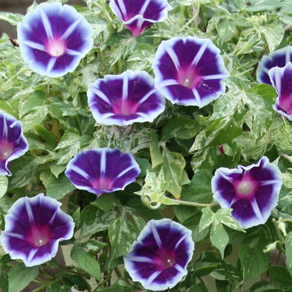 草花の苗 21年5月中下旬予約 アサガオ 枝垂れ朝顔恋しぐれバイオレットブルー3 5号ポット12株セット Mps Mygulliver It