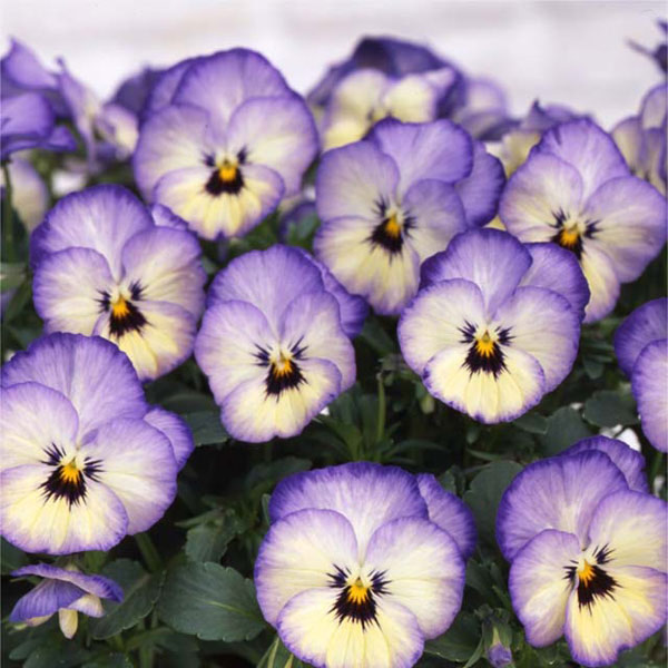 草花の苗 送料無料 21年10月中下旬予約 パンジー よく咲くスミレソーダ 3 3 5号ポット24株セット Fetus Com Br