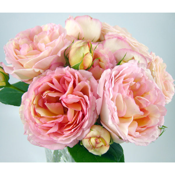 バラの苗 送料無料 21歳次11月夜見凡庸下旬付け込み デルバールローズ ペッシュ 飴大苗長物差7サイズ小隅鉢植え Earthkitchen Ph