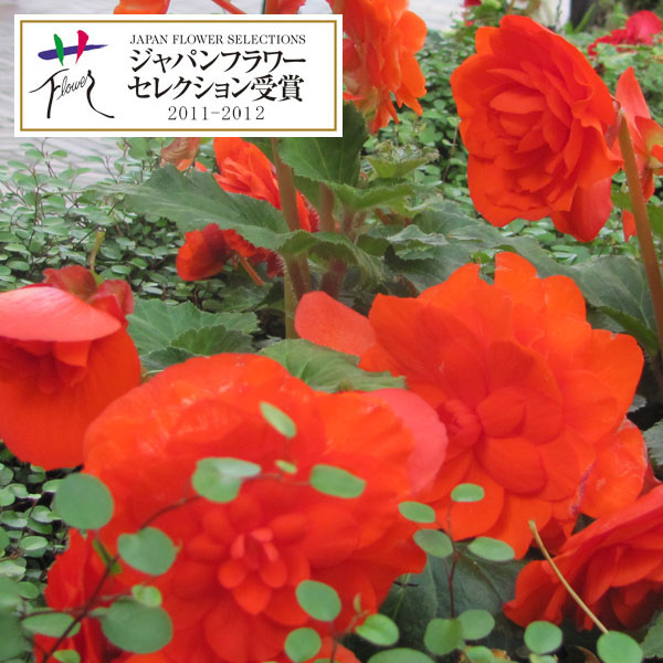 草花の苗 21年8月下旬予約 フォーチュンベゴニア オレンジシェード 3 5号ポット12株セット Christine Coppin Com