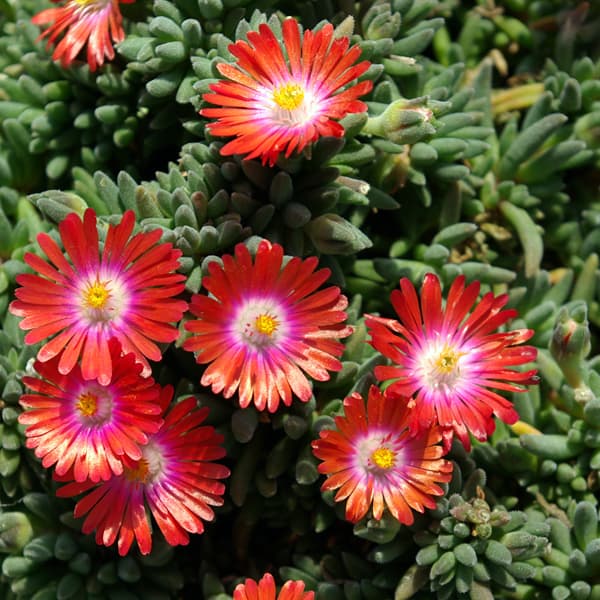 楽天市場】四季咲きマツバギク(デロスペルマ) 砂漠の宝石 ガーネット