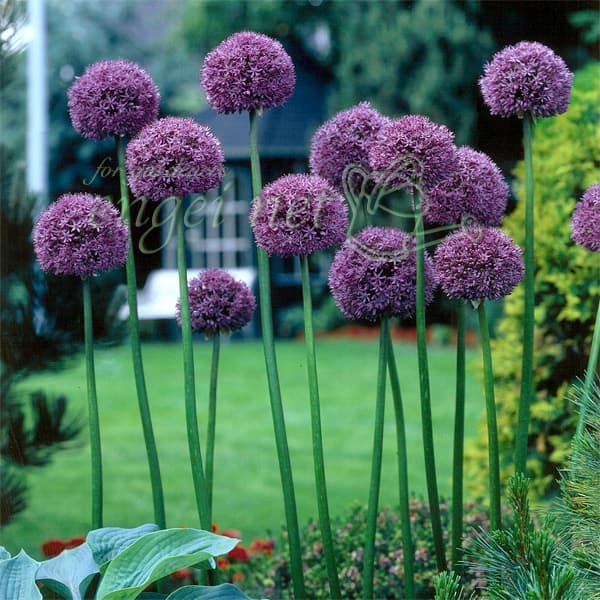 球根 21年9月中下旬予約 アリウム グラジエータ 5球 Umu Ac Ug