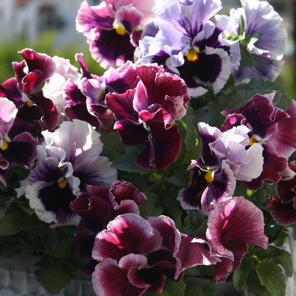 雪白柳葉友禅菊の苗 imgrc0081196904.jpg