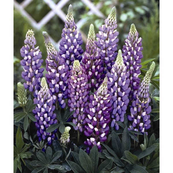 草花の苗 21年10月中下旬予約 宿根ルピナス ザ ガバナー3号ポット12株セット Factor100 Co Il