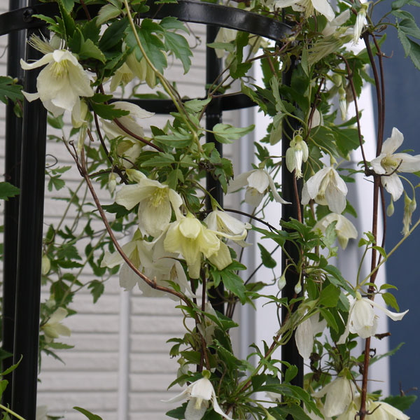 楽天市場 岐阜県東濃産 クレマチス属 冬咲き常緑ユンナネンシス 3号ポット 産直花だん屋