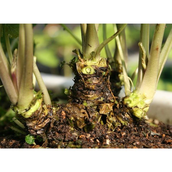 楽天市場】山わさび素掘り苗100株 抜き苗 山菜苗 耐寒性多年草 宿根草