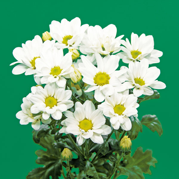 楽天市場】草花の苗/[26年2月中下旬予約]雪白柳葉友禅菊（せっぱく