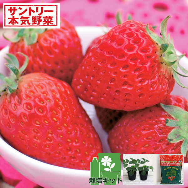 与え 野菜の苗 22年9月中下旬予約 いちごのかんたん栽培セット 鉢無しでできる イチゴ ドルチェベリーr