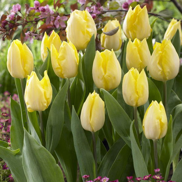 激安価格と即納で通信販売 球根 22年9月中下旬予約 チューリップ サニープリンス5球入り 激安価格と即納で通信販売 球根 22年9月中下旬予約 チューリップ サニープリンス5球入り