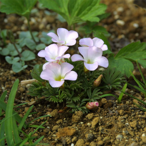 楽天市場 球根 21年8月下旬予約 オキザリス パルマピンク6球入り 園芸ネット予約店