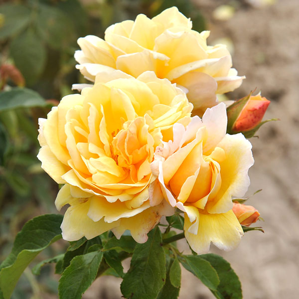 逆輸入 四季咲きつるバラ バラの苗 送料無料 21年11月中下旬予約 デルバールローズ ソレイユ ヴァルティカル大苗長尺7号角鉢植え花 ガーデン Diy 大型 ガーデニング 農業 花の苗物 バラの苗 送料無料 21年11月中下旬予約 デルバールローズ ソレイユ ヴァルティカル