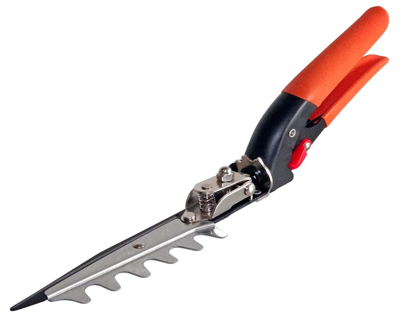 ◎金童 spore株 ①出品◎ ▱ 金童spore Gシリーズ Red Edition 色々違いがあり面白い