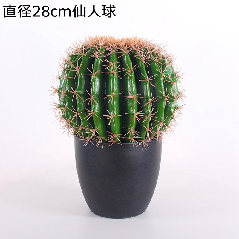 楽天市場】観葉植物 本物 柱サボテン トゲなし 鬼面角 ヌーダム