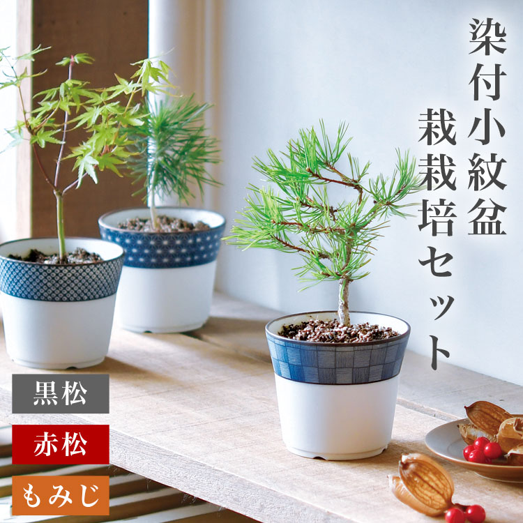 盆栽 『赤松』 インテリア 園芸 観葉植物 ガーデニング 送料無料 b032 item-japan_gd-992