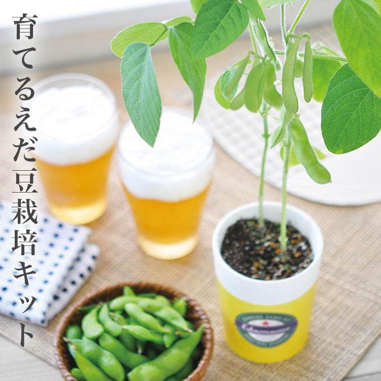 楽天市場】【SALE】【送料無料】黒枝豆 えだまめ 栽培セット GD-995