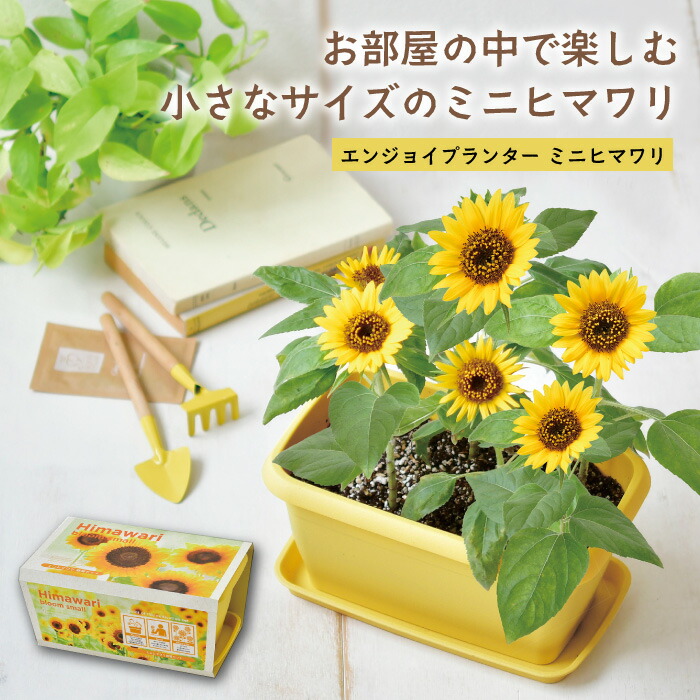 楽天市場】小さなヒマワリ畑 栽培キット ミニ ヒマワリ 向日葵