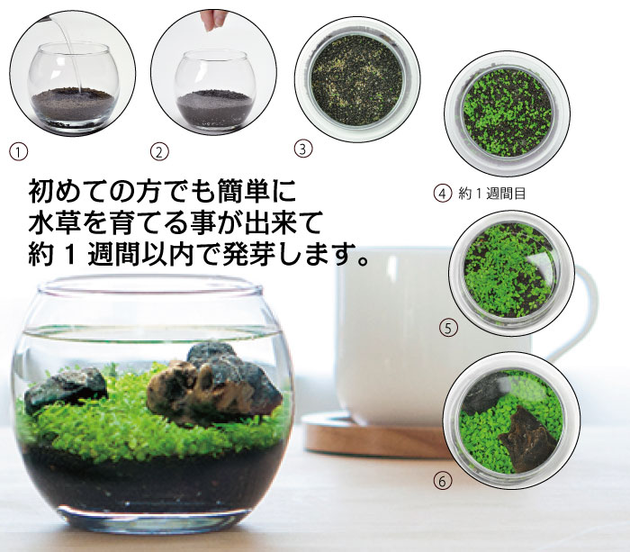 楽天市場 11月限定 ポイント5倍 育てる水草 L Gd 813 水草 育てる カンタン 自由研究 金魚鉢 期間限定 インテリア アクアリウム 簡単 お手軽 水景 育てる 夏休み 癒し 趣味 神宮館縁堂 楽天市場店