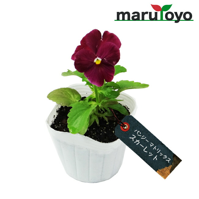 楽天市場 マルトヨの苗 パンジー マトリックス スカーレット 9cmポット苗 花 家庭菜園 初心者 趣味 ガーデニング 菜園 園芸 園joy Marutoyo