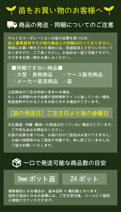 楽天市場 マルトヨの苗 ハクサイ 無双 9cmポット苗 野菜 家庭菜園 初心者 秋 趣味 ベジタブル ガーデニング キッチン 菜園 園joy Marutoyo