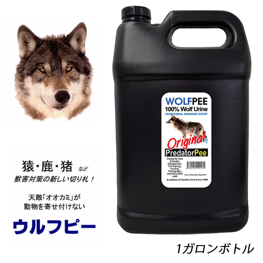 赤ちゃんの靴ってなぜすぐ臭くなるの？親が知っておきたい起こりと打つ手