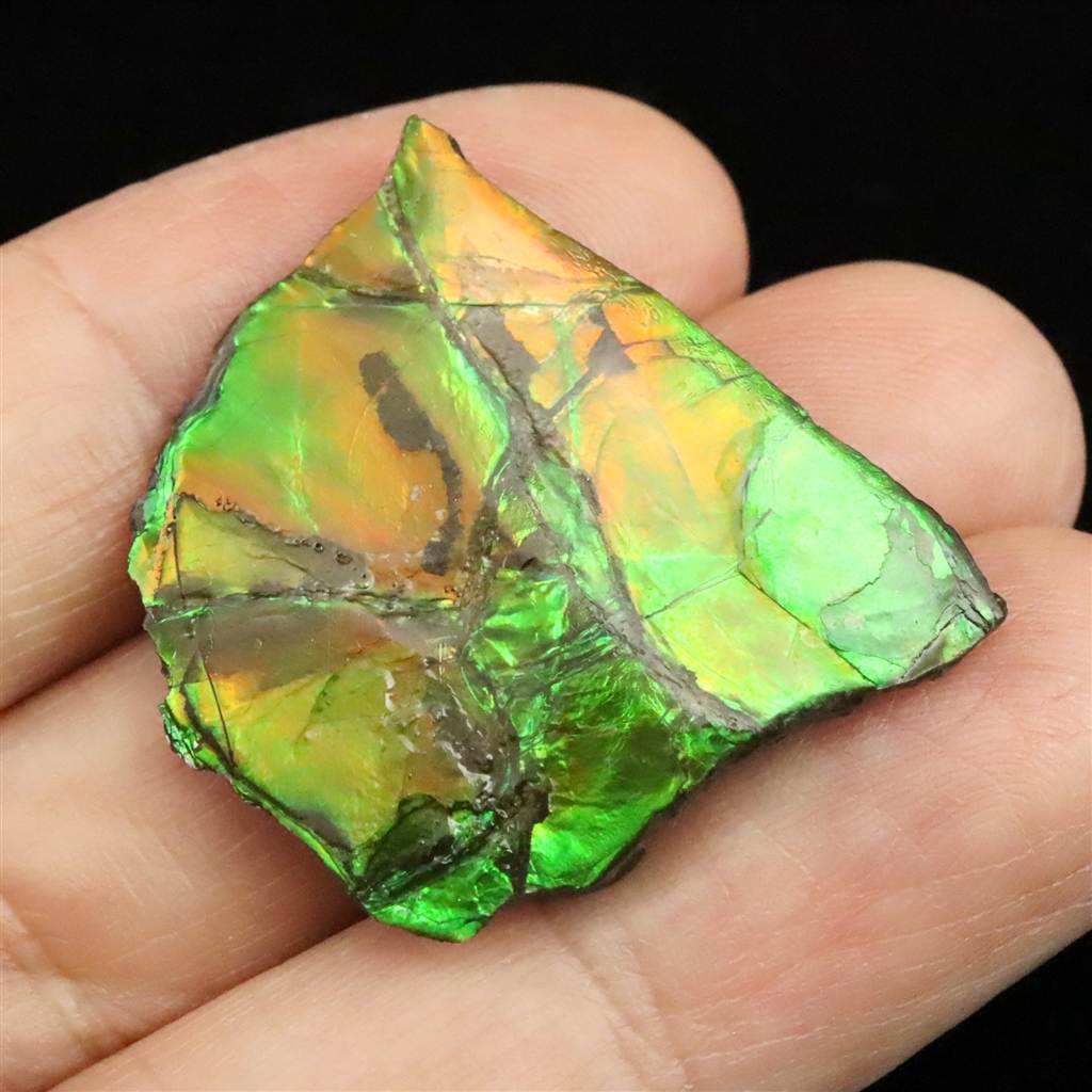 楽天市場】アンモナイト化石 レッドファイヤー 400g 化石