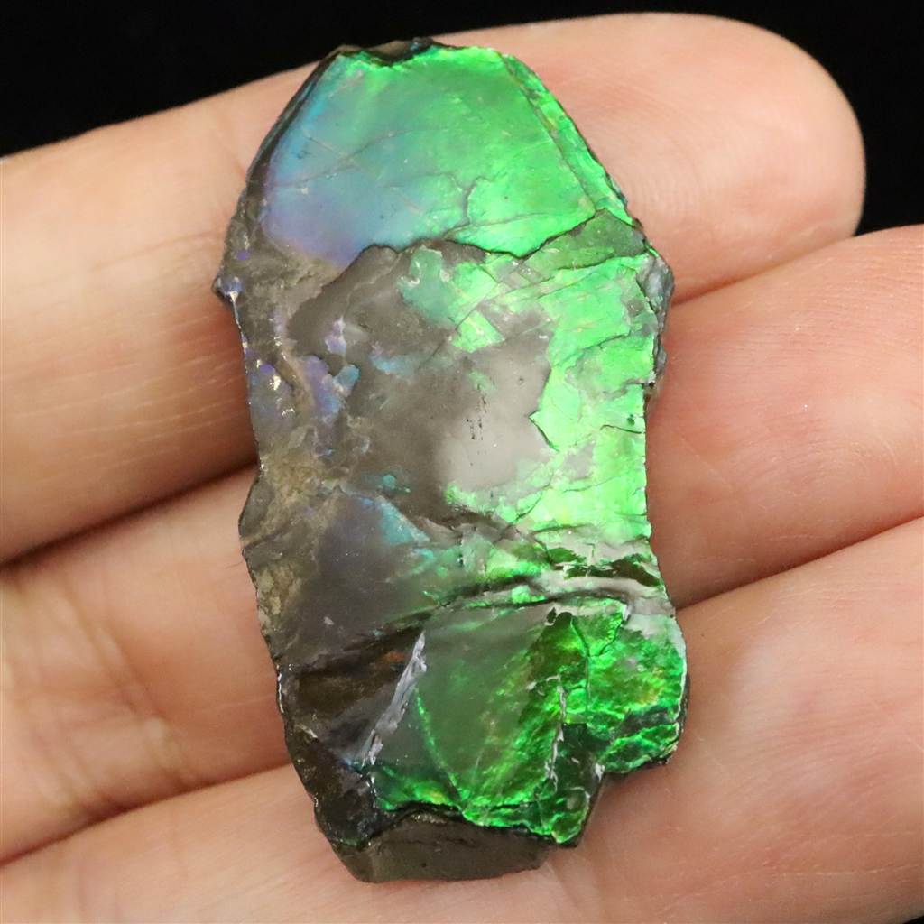 楽天市場】シャリグラム サリグラム アンモナイト化石 聖石 707g