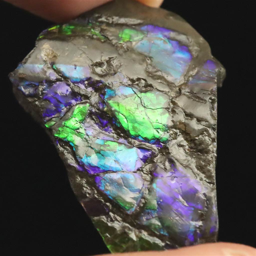 楽天市場】アンモナイト パイライト 化石 12.8g : 榎本通商