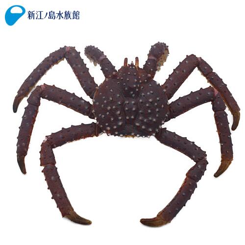 楽天市場 コレクタ キングクラブ Collecta カニ フィギュア 置物 コレクション 雑貨 グッズ おもちゃ 海の生き物 動物 インテリア リアル 新江ノ島水族館 えのすい 人気 おすすめ おみやげ 新江ノ島水族館オンラインショップ 楽天市場 コレクタ キングクラブ Collecta カニ フィギュア 置物 コレクション 雑貨 グッズ おもちゃ 海の生き物 動物 インテリア リアル 新江ノ島水族館 えのすい 人気 おすすめ おみやげ 新江ノ島水族館オンラインショップ